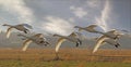 Whooper Swans Flying