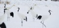 Whooper swans landing Royalty Free Stock Photo