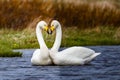 Whooper Swans Royalty Free Stock Photo