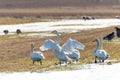 Whooper swans in Partly Snowy Field