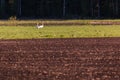 Whooper swans on plowed field Royalty Free Stock Photo