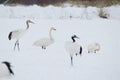 Whooper swans and red-crowned cranes Royalty Free Stock Photo