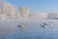 Swans lake mist azure wintering Royalty Free Stock Photo