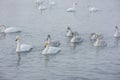 Whooper swans swimming in the lake Royalty Free Stock Photo