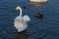 Whooper swans swimming in the lake Royalty Free Stock Photo