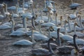 Whooper swans swimming in the lake Royalty Free Stock Photo