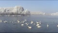 Whooper swans swimming in the lake