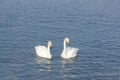 Whooper swans swimming in the lake Royalty Free Stock Photo