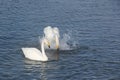 Whooper swans swimming in the lake Royalty Free Stock Photo