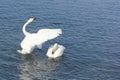 Whooper swans swimming in the lake Royalty Free Stock Photo