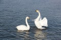 Whooper swans swimming in the lake Royalty Free Stock Photo