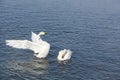 Whooper swans swimming in the lake Royalty Free Stock Photo