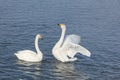 Whooper swans swimming in the lake Royalty Free Stock Photo