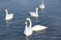 Whooper swans swimming in the lake Royalty Free Stock Photo