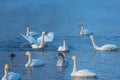 Whooper swans swimming in the lake Royalty Free Stock Photo