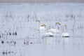 Whooper swans Royalty Free Stock Photo