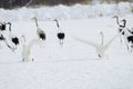 Whooper swans taking flight Royalty Free Stock Photo