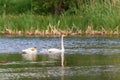 Whooper Swans with young nestlings Royalty Free Stock Photo