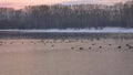 Many whooper swans winter on the thermal lake Svetloye, Altai, Russia