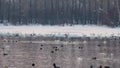 Many whooper swans winter on the thermal lake Svetloye, Altai, Russia