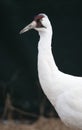 Whooping Crane Royalty Free Stock Photo