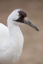 Whooping Crane Royalty Free Stock Photo