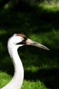 Whooping Crane Royalty Free Stock Photo