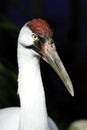 Whooping Crane Royalty Free Stock Photo