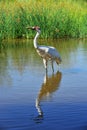 Whooping Crane Royalty Free Stock Photo