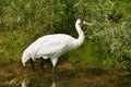 The Whooping Crane