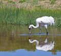 Whooping Crane