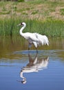 Whooping Crane Royalty Free Stock Photo