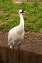 Whooping Crane