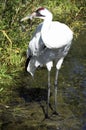 Whooping Crane