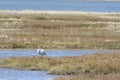 Whooping Crane at Aransas Pass