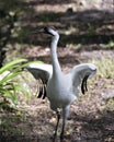 Whooping crane bird stock photos.  Whooping crane bird profile-view.  Picture.  Image. Portrait Royalty Free Stock Photo