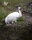 Whooping crane bird stock photos. Bird close-up profile-view with bokeh background. Endangered species.  Picture. Photo. Image. Royalty Free Stock Photo