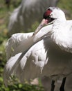 Whooping crane bird stock photos. Picture. Portrait. Image. Photo. Whooping crane bird head close-up profile-view.  Endangered Royalty Free Stock Photo