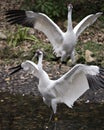 Whooping crane bird stock photos. Picture. Portrait. Image. Photo. Whooping crane bird profile-view. Endangered bird.  Endangered Royalty Free Stock Photo