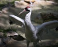 Whooping crane bird stock photos. Picture. Portrait. Image. Photo. Whooping crane bird profile-view. Endangered bird.  Endangered Royalty Free Stock Photo