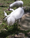 Whooping crane bird stock photos. Picture. Portrait. Image. Photo. Whooping crane bird profile-view. Endangered bird.  Endangered Royalty Free Stock Photo