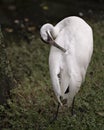 Whooping crane bird stock photos.  Whooping crane bird profile-view.  Picture.  Image. Portrait Royalty Free Stock Photo