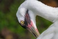 Whooping crane Royalty Free Stock Photo