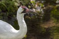 Whooping Crane, Closeup Royalty Free Stock Photo