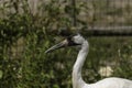 Whooping crane Royalty Free Stock Photo