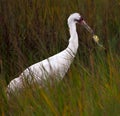 Whooping Crane and Crab Royalty Free Stock Photo