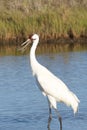 Whooping Crane with Crab Grabbing Its Bill Royalty Free Stock Photo