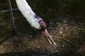 Whooping Crane Drinking Water Royalty Free Stock Photo