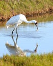 Whooping Crane Eating Crab with Reflection Royalty Free Stock Photo