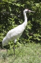 Whooping Crane Endangered Species Waterfowl Bird Royalty Free Stock Photo